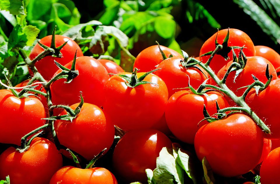 La concurrence apporte des tomates moins chères - Norway Today 4 La concurrence apporte des tomates moins chères - Norway Today - 3