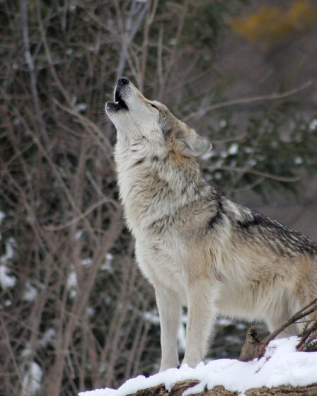 Loup abattu depuis un hélicoptère au Finnmark 5 Loup abattu depuis un hélicoptère au Finnmark - 4