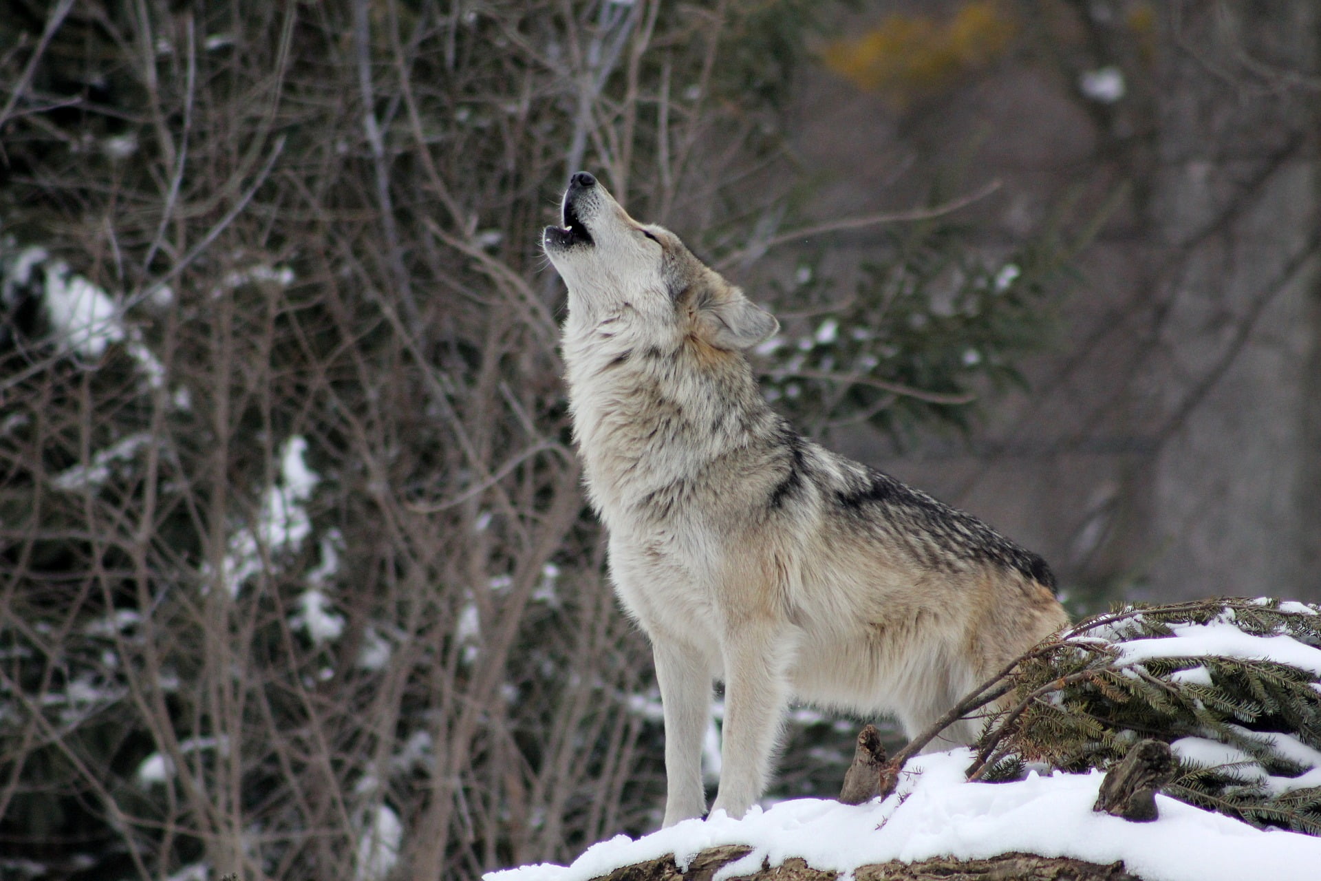 Loup abattu depuis un hélicoptère au Finnmark 4 Loup abattu depuis un hélicoptère au Finnmark - 3