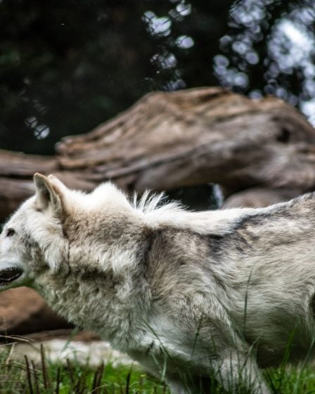 Près de 100 loups enregistrés en Norvège 20 Près de 100 loups enregistrés en Norvège - 19