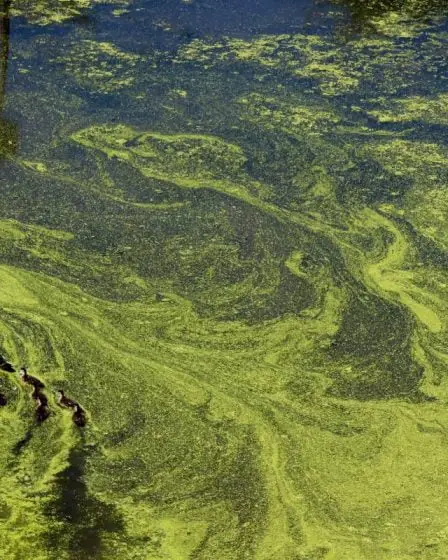 Un chien meurt après s'être baigné dans de l'eau contenant des algues toxiques à Stokke, dans le Sandefjord - 26