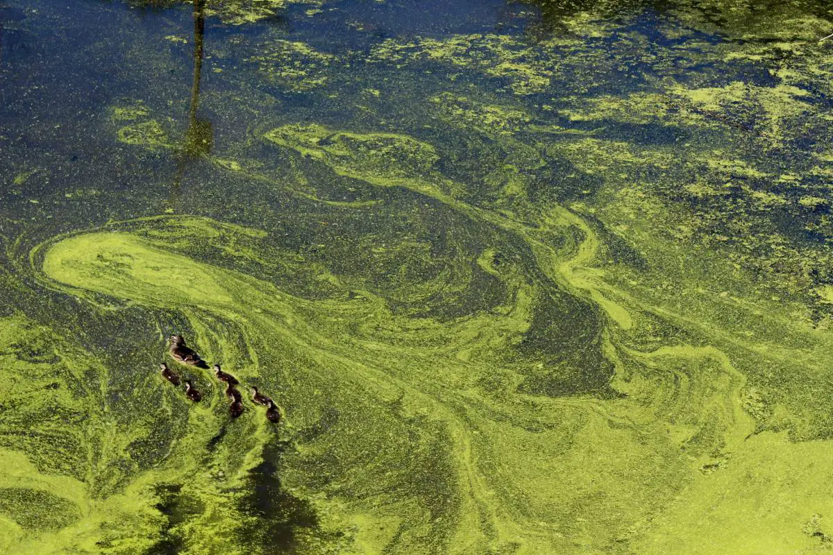 Un chien meurt après s'être baigné dans de l'eau contenant des algues toxiques à Stokke, dans le Sandefjord - 3