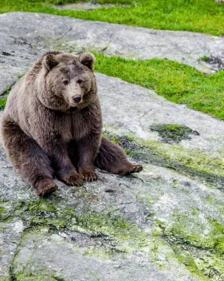 Rovdata demande aux randonneurs norvégiens de collecter des crottes d'ours cet automne 2 Rovdata demande aux randonneurs norvégiens de collecter des crottes d'ours cet automne - 1