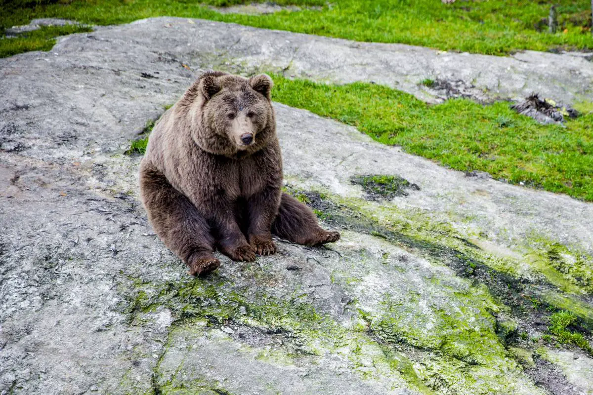 Rovdata demande aux randonneurs norvégiens de collecter des crottes d'ours cet automne 4 Rovdata demande aux randonneurs norvégiens de collecter des crottes d'ours cet automne - 3