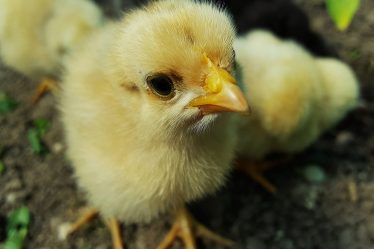 Une grange avec 21 000 poulets s'est effondrée à Brumunddal - 20