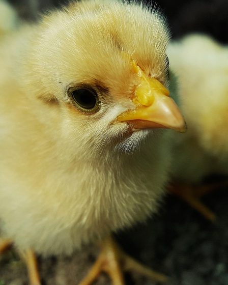 Une grange avec 21 000 poulets s'est effondrée à Brumunddal - 7