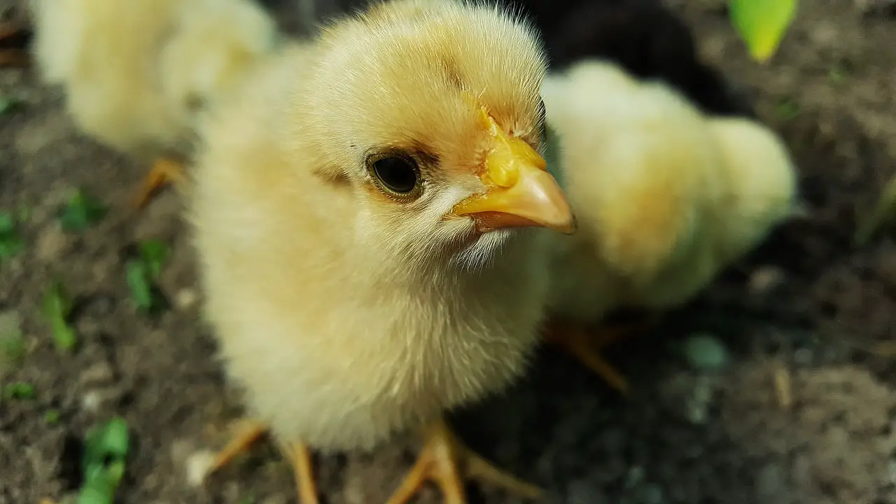 Une grange avec 21 000 poulets s'est effondrée à Brumunddal 4 Une grange avec 21 000 poulets s'est effondrée à Brumunddal - 3