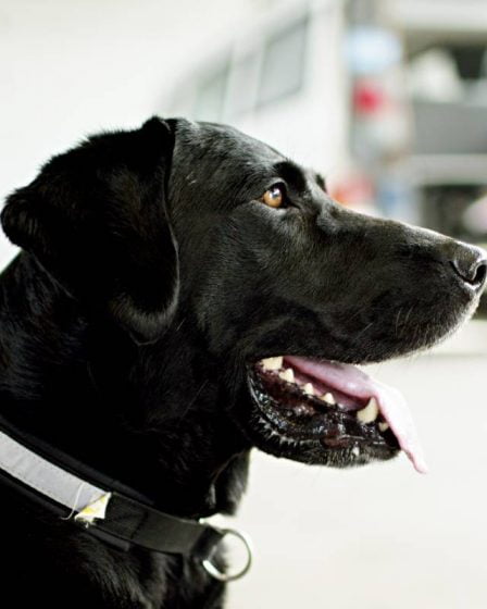 La police norvégienne cessera d'utiliser des chiens détecteurs de drogue dans les écoles - 4