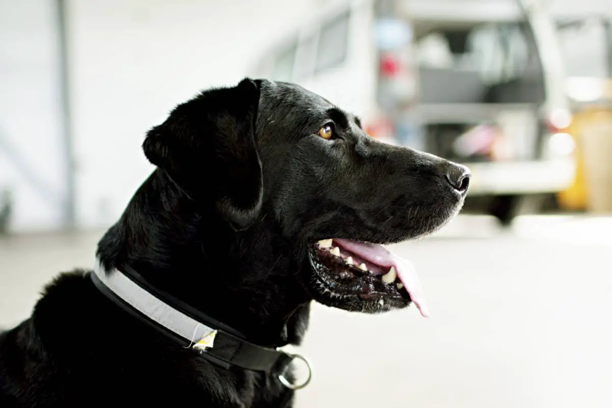 La police norvégienne cessera d'utiliser des chiens détecteurs de drogue dans les écoles 4 La police norvégienne cessera d'utiliser des chiens détecteurs de drogue dans les écoles - 3