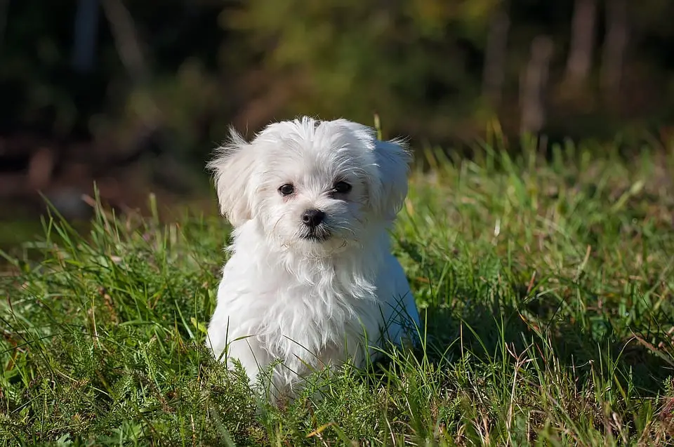 La police demande plus de prudence aux propriétaires de chiens 4 La police demande plus de prudence aux propriétaires de chiens - 3