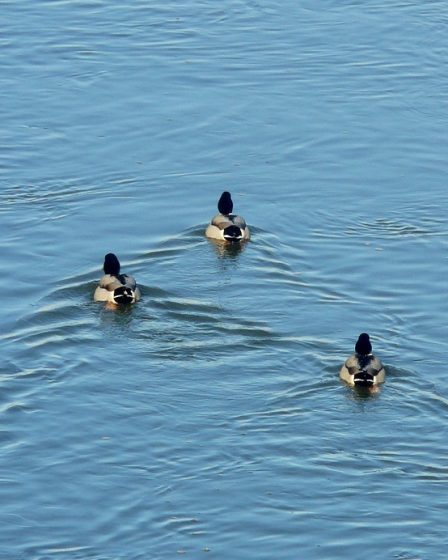 Des milliers de canards doivent être tués au Danemark 8 Des milliers de canards doivent être tués au Danemark - 7