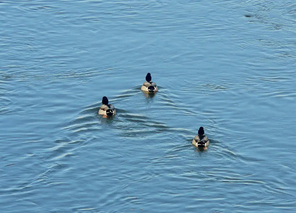 Des milliers de canards doivent être tués au Danemark 4 Des milliers de canards doivent être tués au Danemark - 3