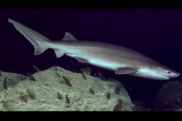 Un pêcheur a capturé un requin rare dans le fjord d'Oslo - 20