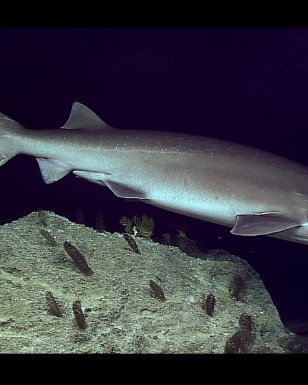 Un pêcheur a capturé un requin rare dans le fjord d'Oslo 10 Un pêcheur a capturé un requin rare dans le fjord d'Oslo - 9