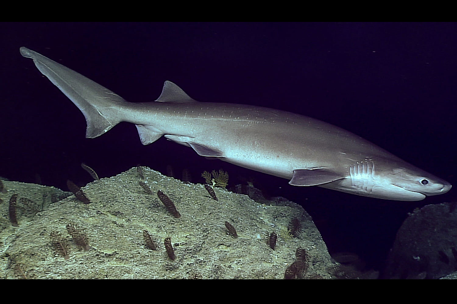 Un pêcheur a capturé un requin rare dans le fjord d'Oslo 4 Un pêcheur a capturé un requin rare dans le fjord d'Oslo - 3