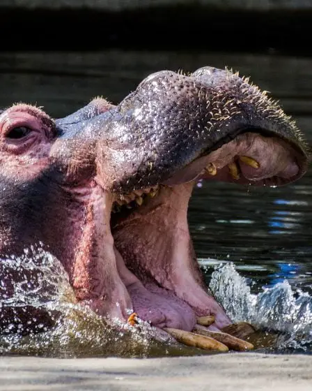 Des hippopotames tuent 2 au Kenya 5 Des hippopotames tuent 2 au Kenya - 4