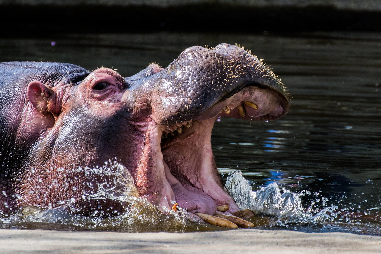Des hippopotames tuent 2 au Kenya 4 Des hippopotames tuent 2 au Kenya - 3