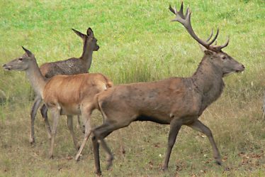 Peur que des milliers de cerfs meurent de faim - 18