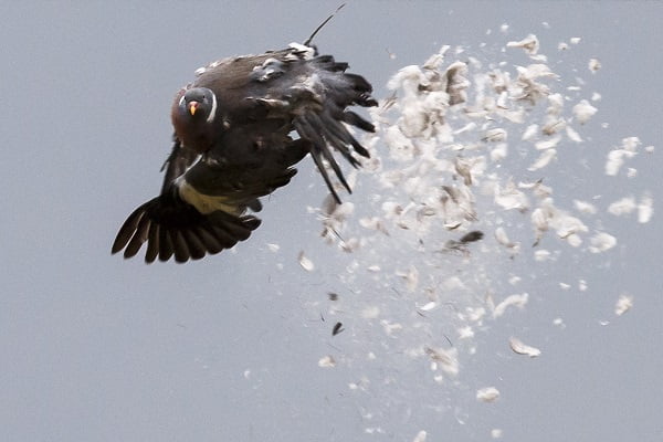 La police armée a appelé les chasseurs de pigeons à Stavanger 4 La police armée a appelé les chasseurs de pigeons à Stavanger - 3