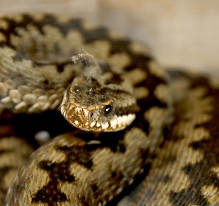 Le temps estival augmente le danger des serpents 27 Le temps estival augmente le danger des serpents - 26