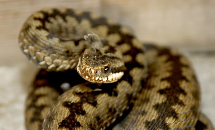 Le temps estival augmente le danger des serpents 4 Le temps estival augmente le danger des serpents - 3