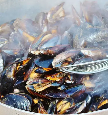 Un chercheur dit que les moules le long de la côte ont disparu 11 Un chercheur dit que les moules le long de la côte ont disparu - 10