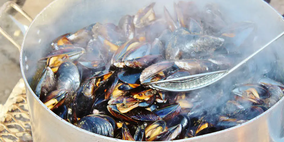 Un chercheur dit que les moules le long de la côte ont disparu 4 Un chercheur dit que les moules le long de la côte ont disparu - 3