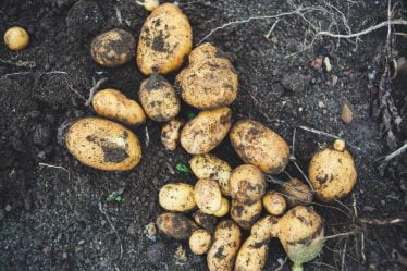 Le rendement de la récolte de pommes de terre de cette année en Norvège est inférieur à celui de l'an dernier - 16