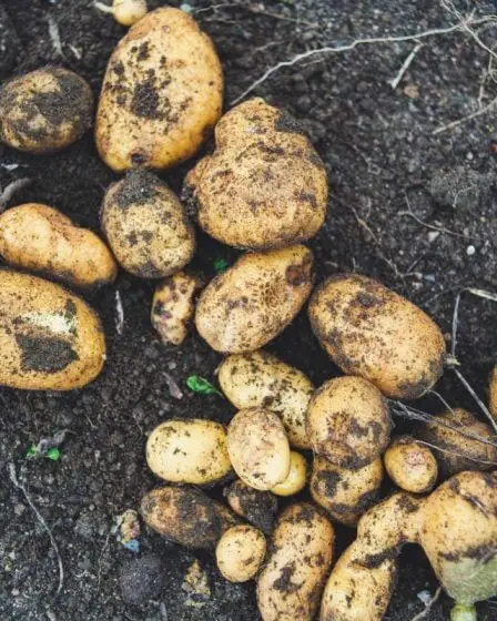 Le rendement de la récolte de pommes de terre de cette année en Norvège est inférieur à celui de l'an dernier 5 Le rendement de la récolte de pommes de terre de cette année en Norvège est inférieur à celui de l'an dernier - 4