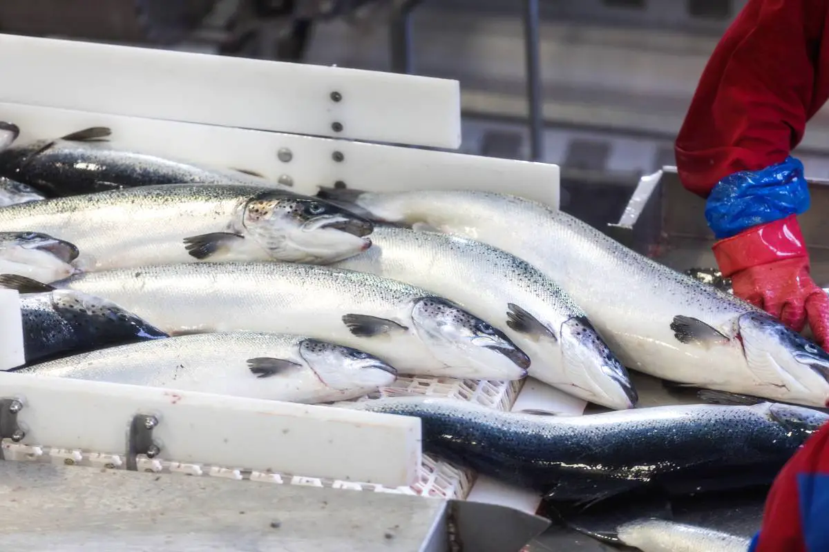 Le géant du saumon Salmar offre 11,8 milliards de couronnes à son concurrent 4 Le géant du saumon Salmar offre 11,8 milliards de couronnes à son concurrent - 3