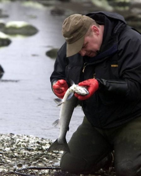 Des instituts norvégiens chlorent la rivière à saumon Driva pour éliminer les gyroparasites : "Bon effet" - 10