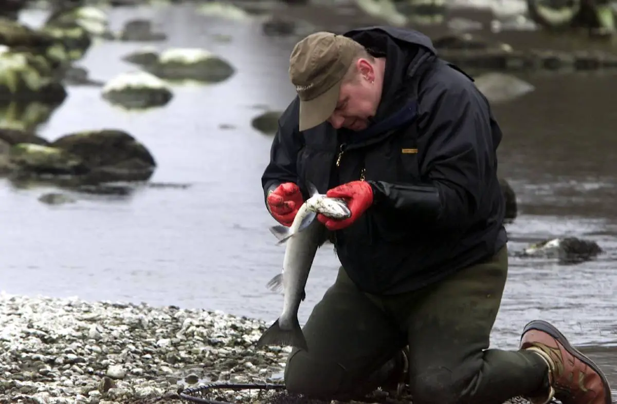Des instituts norvégiens chlorent la rivière à saumon Driva pour éliminer les gyroparasites : "Bon effet" - 3