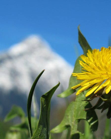 La semaine prochaine, le printemps arrive dans le sud de la Norvège 20 La semaine prochaine, le printemps arrive dans le sud de la Norvège - 19