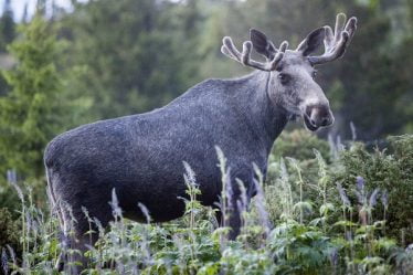 Un nombre record d'animaux sauvages tués dans la circulation - 20