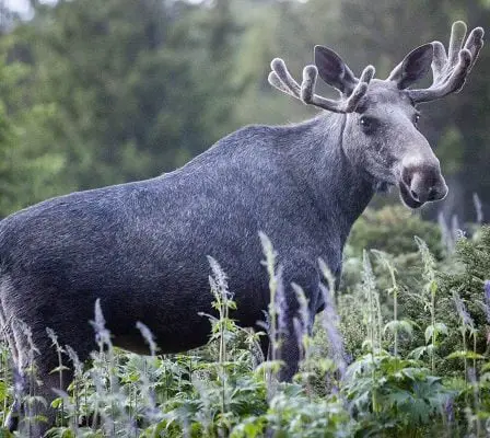 Un nombre record d'animaux sauvages tués dans la circulation 14 Un nombre record d'animaux sauvages tués dans la circulation - 13