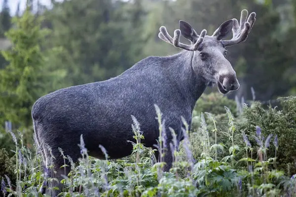 Un nombre record d'animaux sauvages tués dans la circulation - 3