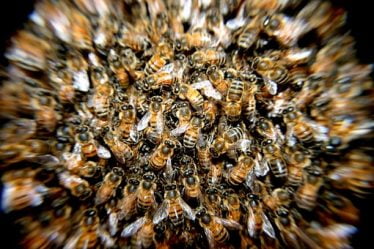 L'Autorité européenne de sécurité des aliments affirme que les pesticides contribuent à tuer les abeilles - 16