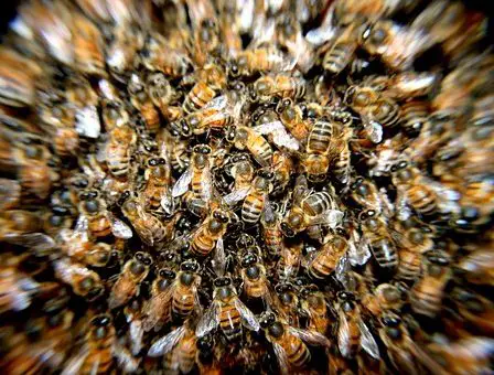 L'Autorité européenne de sécurité des aliments affirme que les pesticides contribuent à tuer les abeilles 11 L'Autorité européenne de sécurité des aliments affirme que les pesticides contribuent à tuer les abeilles - 10