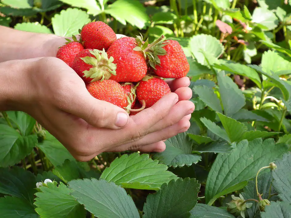 Les fraises norvégiennes sont dans les magasins - 3