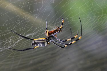 Spider arrêté dans le contrôle militaire des frontières - 19