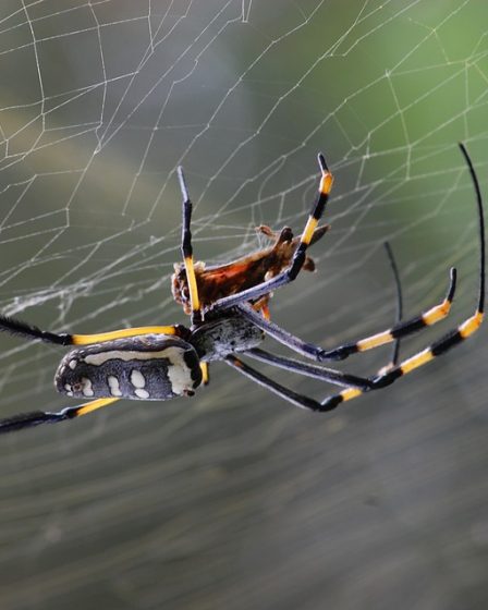 Spider arrêté dans le contrôle militaire des frontières 30 Spider arrêté dans le contrôle militaire des frontières - 29