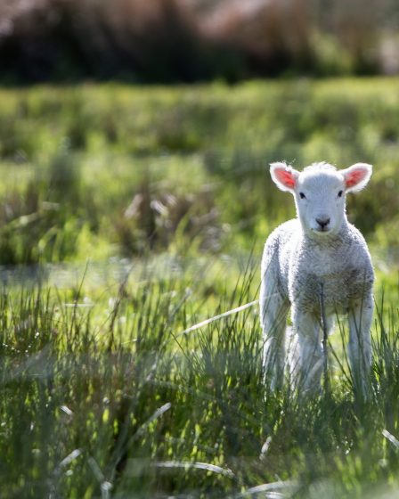 Des mesures pour aider les agriculteurs frappés par la sécheresse 29 Des mesures pour aider les agriculteurs frappés par la sécheresse - 28
