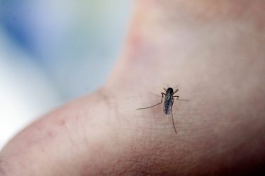 Indications de moustiques supplémentaires cet été - 16