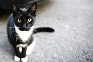 Une femme qui a abandonné ses chats condamnée à une peine de prison avec sursis - 20
