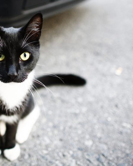 Une femme qui a abandonné ses chats condamnée à une peine de prison avec sursis 15 Une femme qui a abandonné ses chats condamnée à une peine de prison avec sursis - 14