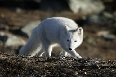 La rage trouvée chez trois renards arctiques au Svalbard - 20
