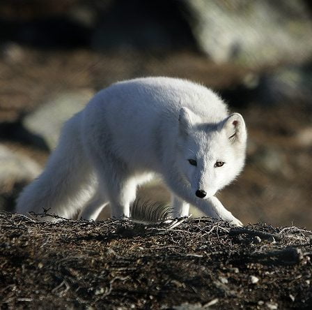 La rage trouvée chez trois renards arctiques au Svalbard 14 La rage trouvée chez trois renards arctiques au Svalbard - 13