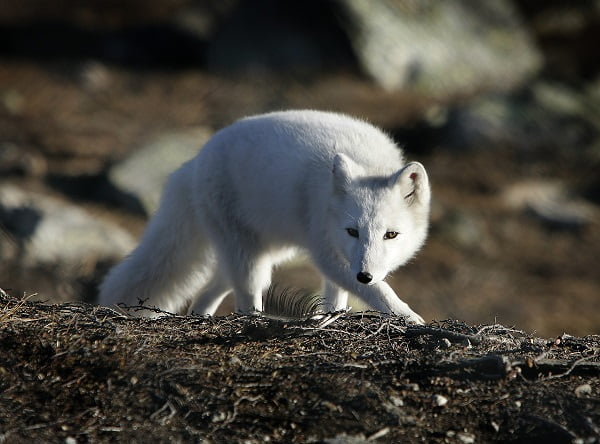 La rage trouvée chez trois renards arctiques au Svalbard 4 La rage trouvée chez trois renards arctiques au Svalbard - 3
