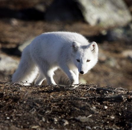 Le renard des montagnes en route pour sa meilleure année depuis 2003 30 Le renard des montagnes en route pour sa meilleure année depuis 2003 - 29