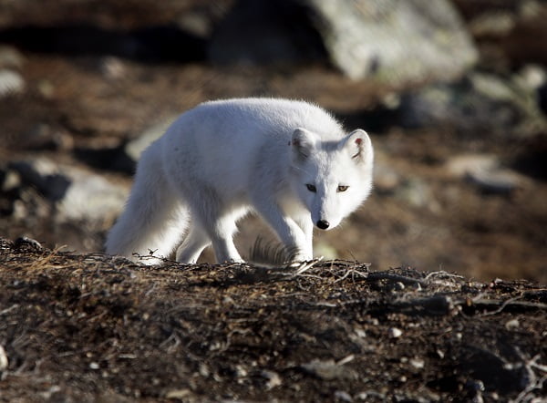 Le renard des montagnes en route pour sa meilleure année depuis 2003 4 Le renard des montagnes en route pour sa meilleure année depuis 2003 - 3
